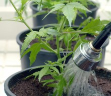 The Life Of A Plant