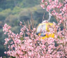 Cherry Blossom And The Misty Moon