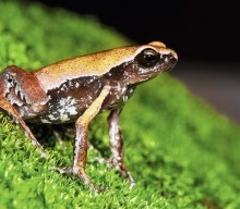 Frog The Philosopher