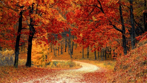 nature red forest leaves
