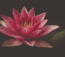 Yoga Sutra 14.3 Ritambhara